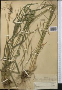 Elymus caninus (L.) L., Middle Asia, Muyunkumy, Balkhash & Betpak-Dala (M9) (Kazakhstan)