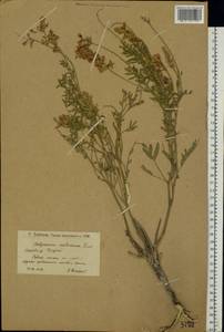 Hedysarum cretaceum DC., Eastern Europe, Lower Volga region (E9) (Russia)