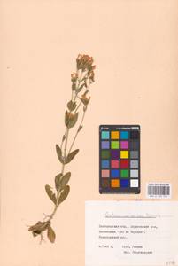 Centaurium erythraea, Eastern Europe, Central forest-and-steppe region (E6) (Russia)