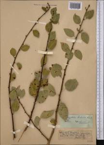 Prunus bucharica (Korsh.) B. Fedtsch., Middle Asia, Pamir & Pamiro-Alai (M2)