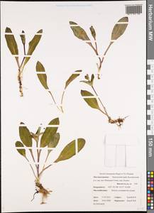 Swertia perennis subsp. stenopetala (Regel & Til.) Worosch., Siberia, Chukotka & Kamchatka (S7) (Russia)
