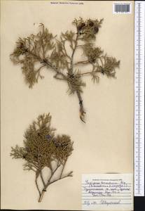 Juniperus pseudosabina Fisch. & C.A.Mey., Middle Asia, Pamir & Pamiro-Alai (M2) (Uzbekistan)