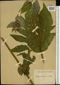 Cirsium oleraceum (L.) Scop., Eastern Europe, Moscow region (E4a) (Russia)