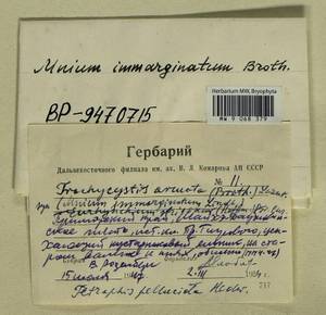 Trachycystis ussuriensis (Regel & Maack) T.J. Kop., Bryophytes, Bryophytes - Russian Far East (excl. Chukotka & Kamchatka) (B20) (Russia)