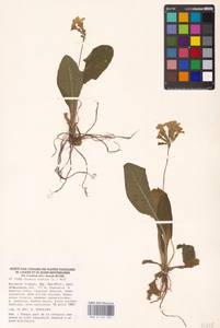 Primula elatior (L.) L., Western Europe (EUR) (France)