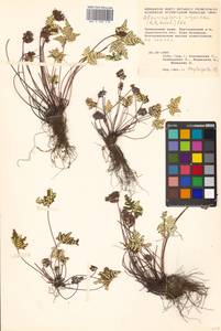 Aleuritopteris argentea (S. G. Gmel.) Fée, Siberia, Russian Far East (S6) (Russia)