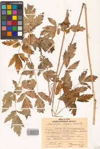 Actaea simplex (DC.) Wormsk. ex Fisch. & C. A. Mey., Siberia, Russian Far East (S6) (Russia)