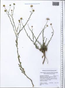 Heteropappus altaicus var. canescens (Nees) Serg., Middle Asia, Western Tian Shan & Karatau (M3) (Kyrgyzstan)