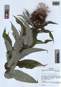 Cirsium × helenioides (L.) Hill, Siberia, Altai & Sayany Mountains (S2) (Russia)