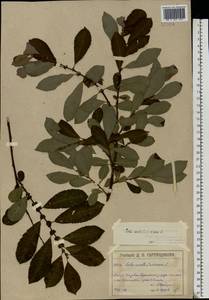 Salix aurita × cinerea, Eastern Europe, Moscow region (E4a) (Russia)