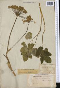 Laserpitium latifolium L., Western Europe (EUR) (Sweden)