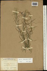 Jurinea stoechadifolia (M. Bieb.) DC., Eastern Europe, North Ukrainian region (E11) (Ukraine)