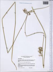 Juncus effusus L., America (AMER) (United States)