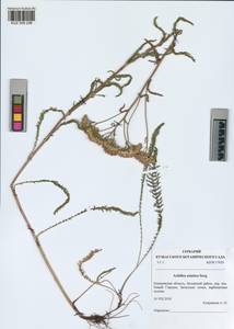 Achillea asiatica Serg., Siberia, Altai & Sayany Mountains (S2) (Russia)