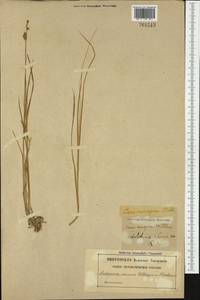 Carex mackenziei V.I.Krecz., Western Europe (EUR) (Sweden)