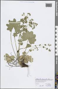 Alchemilla dasycrater Juz., Eastern Europe, Northern region (E1) (Russia)