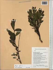 Myrica gale L., Western Europe (EUR) (United Kingdom)