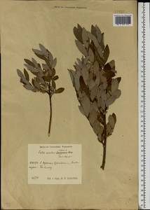 Salix aurita × cinerea, Eastern Europe, Moscow region (E4a) (Russia)