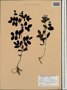 Lathyrus niger (L.)Bernh., Crimea (KRYM) (Russia)