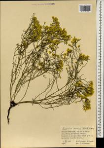 Limonium aureum (L.) Chaz., Mongolia (MONG) (Mongolia)