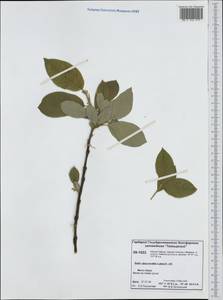 Salix abscondita Laksch., Siberia, Central Siberia (S3) (Russia)