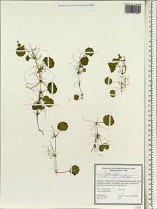 Hydrocotyle vulgaris L., South Asia, South Asia (Asia outside ex-Soviet states and Mongolia) (ASIA) (Iran)