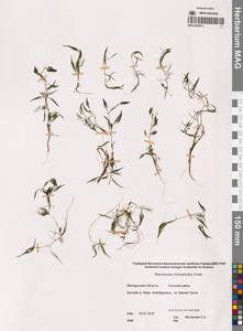 Ranunculus trichophyllus Chaix, Siberia, Chukotka & Kamchatka (S7) (Russia)