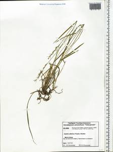Leymus sibiricus (Trautv.) J.L.Yang & C.Yen, Siberia, Central Siberia (S3) (Russia)