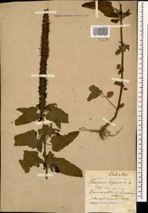 Teucrium hircanicum L., Caucasus, Black Sea Shore (from Novorossiysk to Adler) (K3) (Russia)