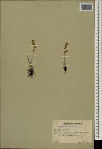 Omalotheca supina (L.) DC., Caucasus, South Ossetia (K4b) (South Ossetia)