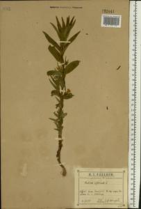 Gratiola officinalis L., Eastern Europe, Central region (E4) (Russia)