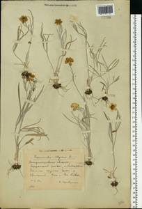 Ranunculus illyricus L., Eastern Europe, South Ukrainian region (E12) (Ukraine)