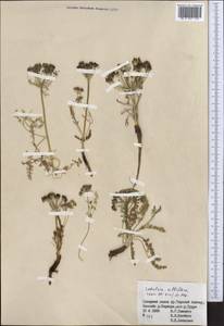 Schulzia albiflora (Kar. & Kir.) Popov, Middle Asia, Northern & Central Tian Shan (M4) (Kyrgyzstan)