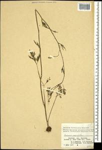 Bunium paucifolium DC., Caucasus, Armenia (K5) (Armenia)