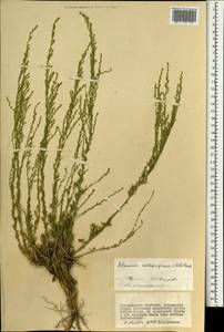 Artemisia sublessingiana (Keller) Krasch. ex Poljakov, Mongolia (MONG) (Mongolia)