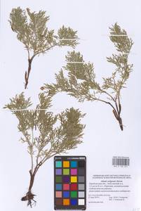 Adonis volgensis DC., Eastern Europe, Eastern region (E10) (Russia)