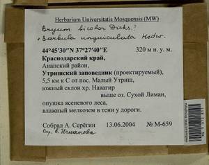 Barbula unguiculata Hedw., Bryophytes, Bryophytes - North Caucasus & Ciscaucasia (B12) (Russia)