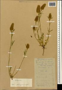 Trifolium angustifolium L., Caucasus, Dagestan (K2) (Russia)