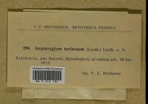 Herzogiella turfacea (Lindb.) Z. Iwats., Bryophytes, Bryophytes - Western Europe (BEu) (Finland)