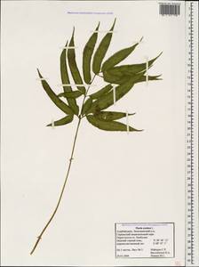 Pteris cretica L., Caucasus, Azerbaijan (K6) (Azerbaijan)