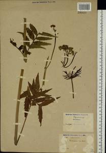Valeriana officinalis L., Eastern Europe, North Ukrainian region (E11) (Ukraine)