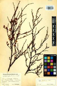 Betula fruticosa Pall., Siberia, Baikal & Transbaikal region (S4) (Russia)