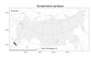 Scrophularia olympica Boiss., Atlas of the Russian Flora (FLORUS) (Russia)