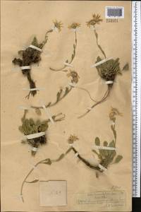 Rhinactinidia limoniifolia (Less.) Novopokr. ex Botsch., Middle Asia, Northern & Central Tian Shan (M4) (Kazakhstan)