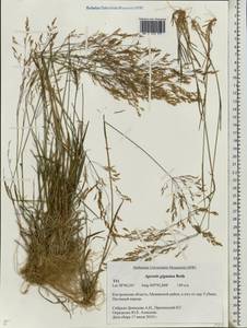Agrostis gigantea Roth, Eastern Europe, Central forest region (E5) (Russia)