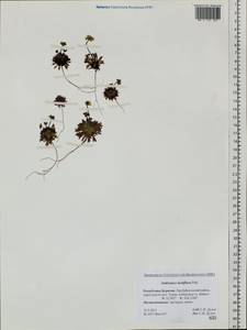 Androsace lactiflora Fisch. ex Willd., Siberia, Baikal & Transbaikal region (S4) (Russia)