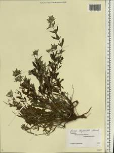 Clinopodium acinos (L.) Kuntze, Eastern Europe, South Ukrainian region (E12) (Ukraine)