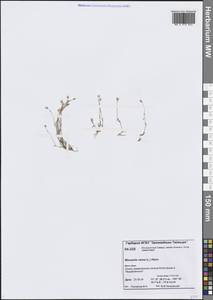 Sabulina verna subsp. verna, Siberia, Central Siberia (S3) (Russia)