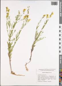 Linaria biebersteinii Besser, Eastern Europe, Middle Volga region (E8) (Russia)