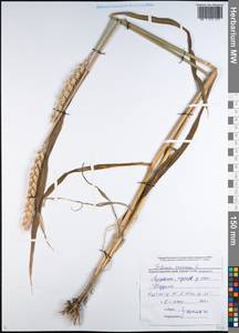 Triticum aestivum L., Caucasus, Black Sea Shore (from Novorossiysk to Adler) (K3) (Russia)